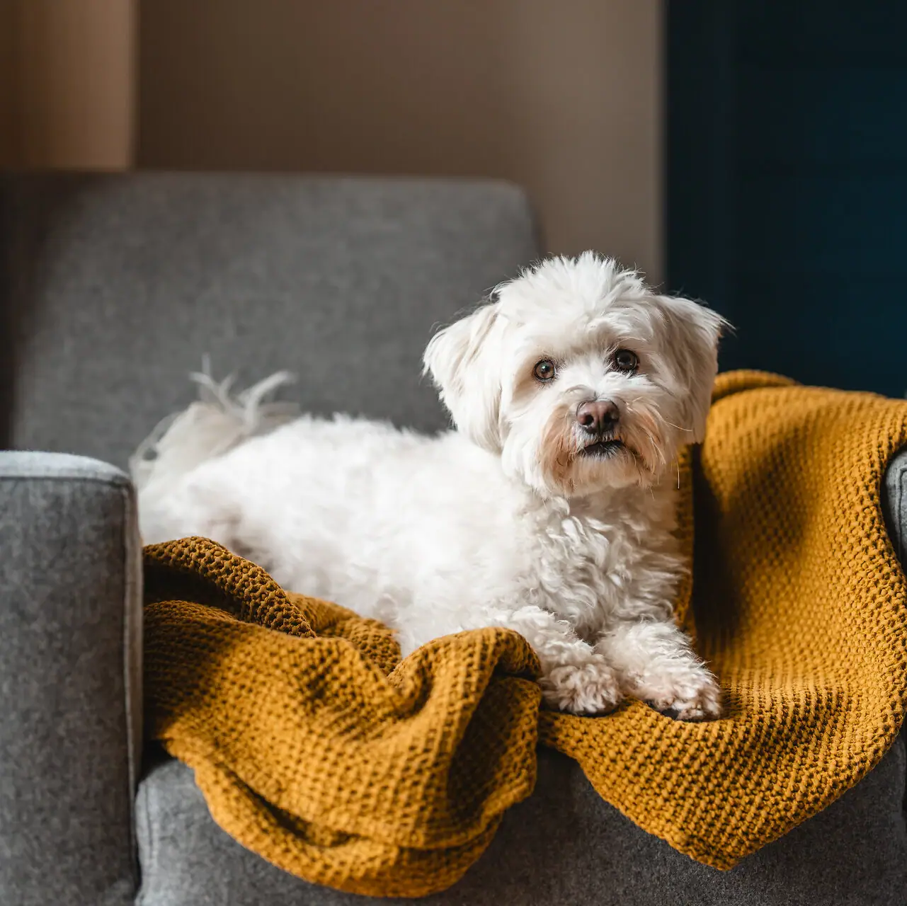 Ein Terrier liegt auf einem Sofa.