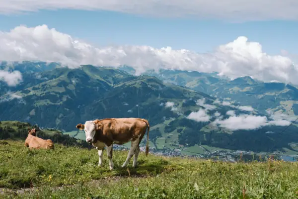 Kühe auf einem grasbewachsenen Hügel