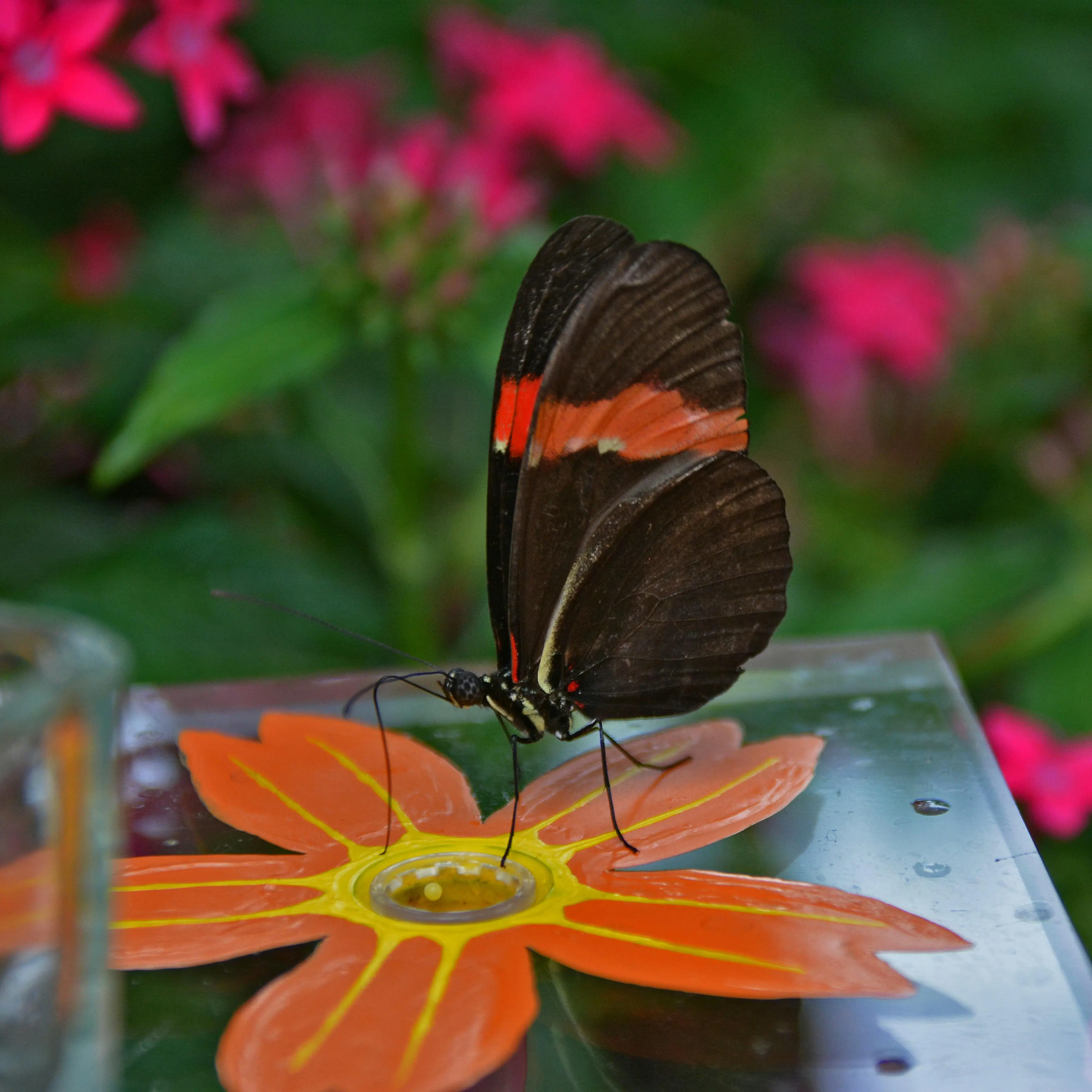 Gartenpark Ein Schmetterling auf einer Blume.