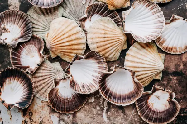 Jakobsmuscheln Eine Gruppe von Muscheln auf einer Oberfläche.