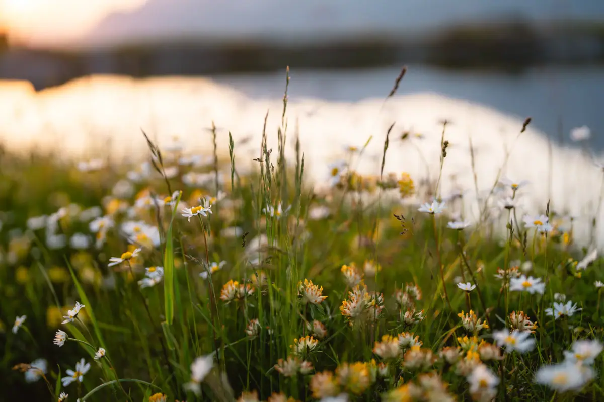 Ein Blumenfeld mit Wasser im Hintergrund.
