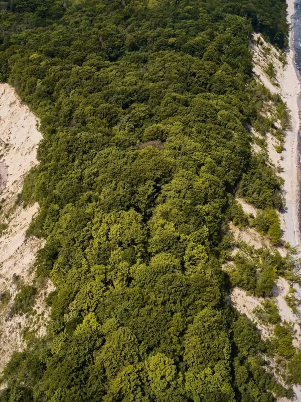 Luftaufnahme eines Strandes mit Bäumen und Wasser.