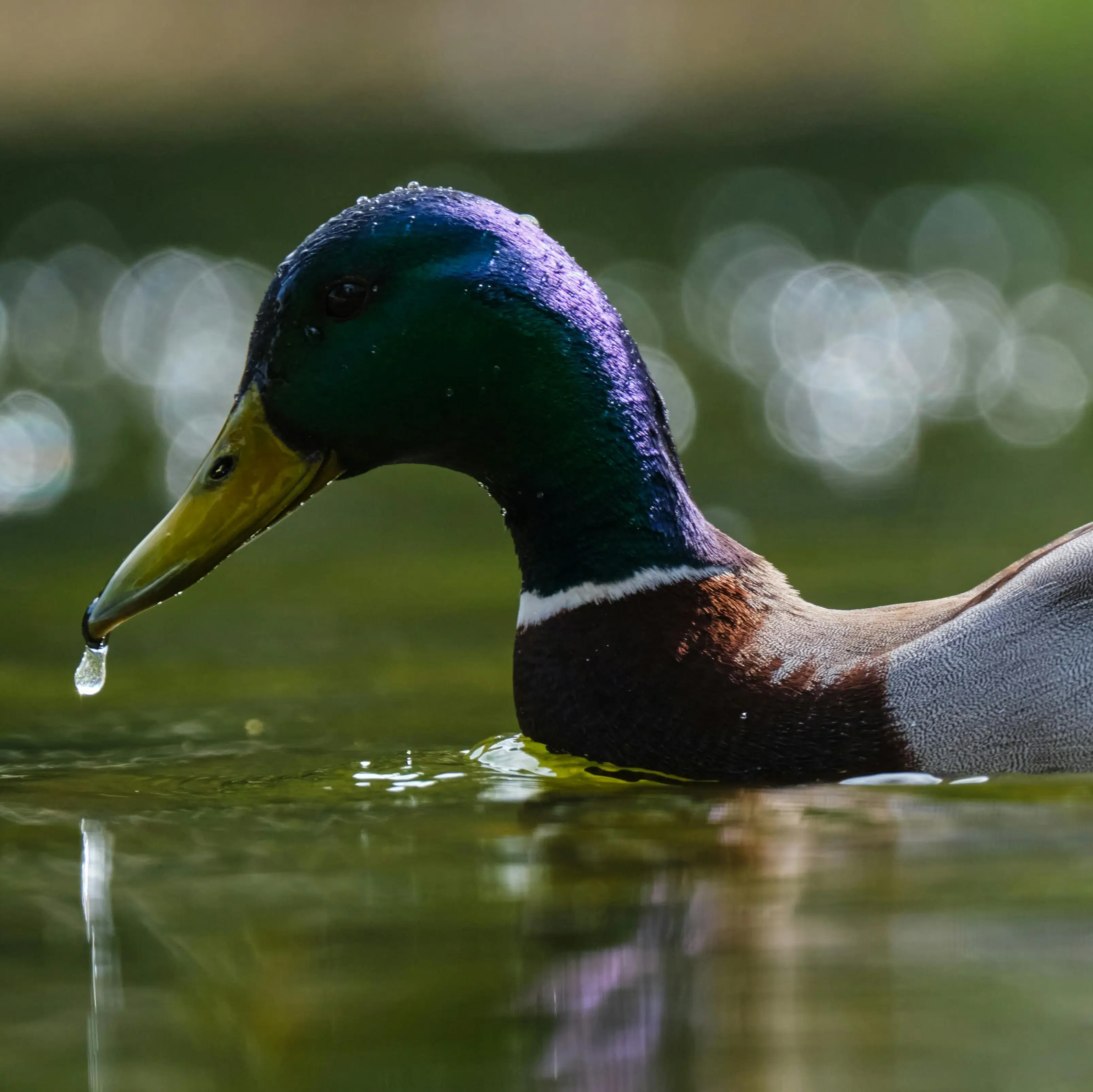 Natura-Viva-Park Ente schwimmt im Wasser