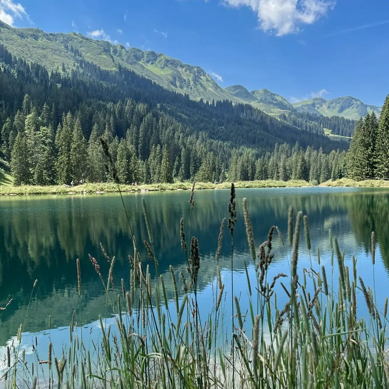 Ein Gewässer mit Bäumen und Bergen im Hintergrund.
