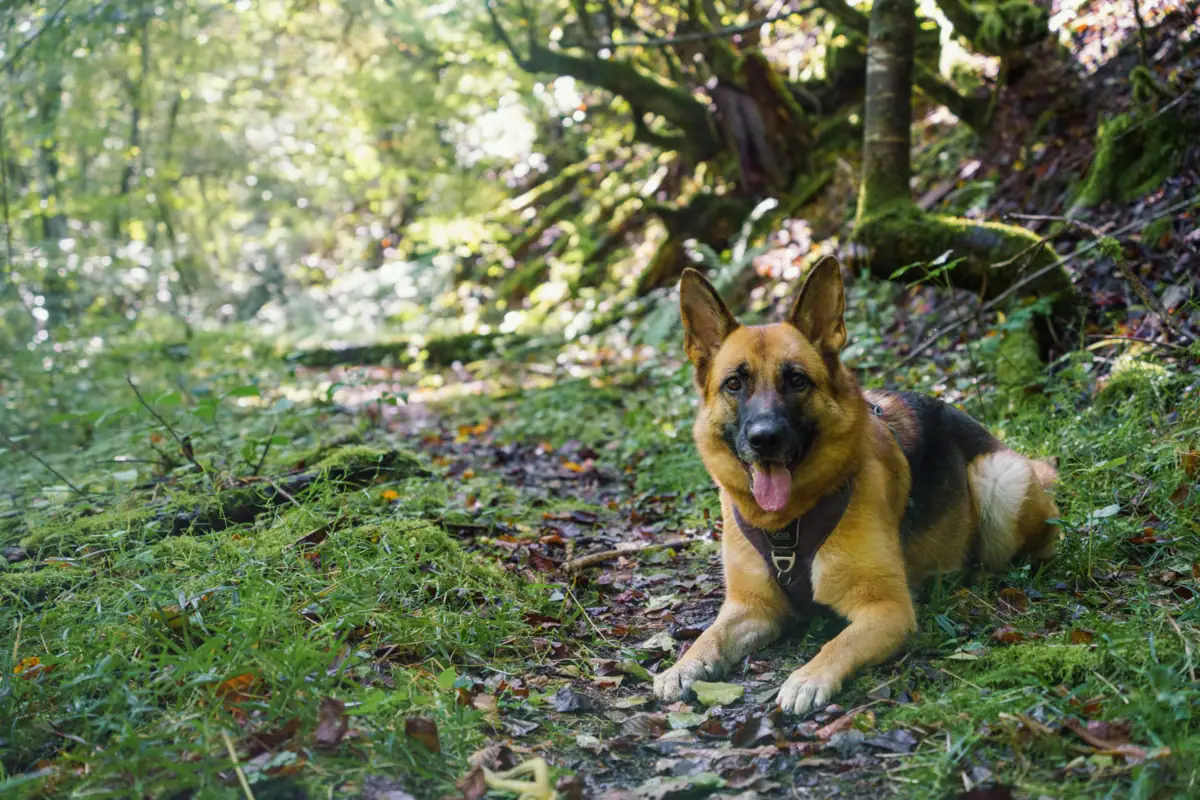 Hund im Wald Ein Schäferhund macht Platz in einem Waldstück.