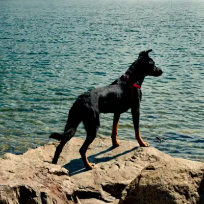 Ein Hund steht auf einem Felsen in der Nähe eines Sees.