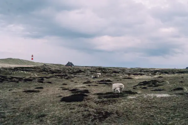 Eine Gruppe von Schafen, die auf einer Wiese grast.