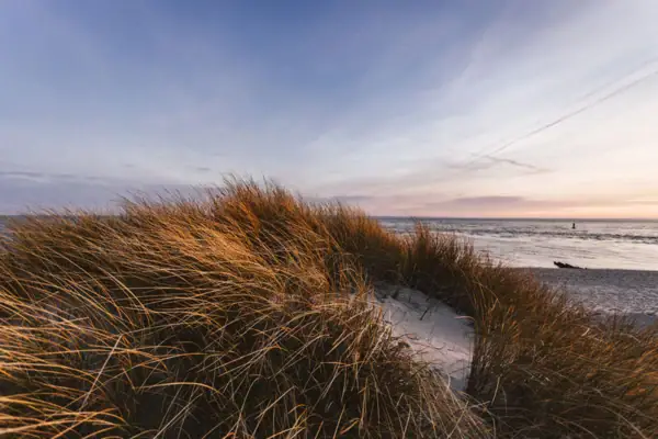 Gras am Strand vor blauem Himmel und Wolken.