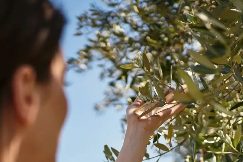 Oliven Gardasee Frau berührt einen Baum im Freien.