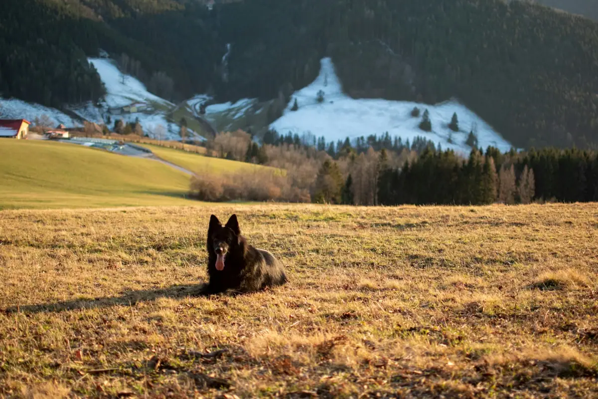 Ein Hund liegt in einem Feld mit Bergen im Hintergrund.