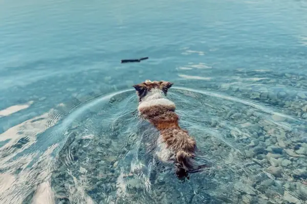 Ein Hund schwimmt im Wasser eines Sees.