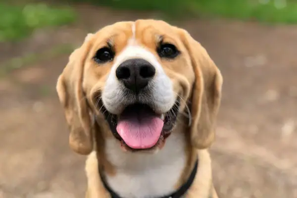 Hundestrand Salò Ein Hund mit herausgestreckter Zunge und einem schwarzem Halsband.