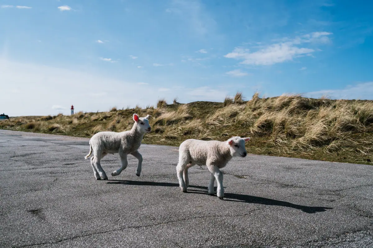 Lämmer auf Sylt Zwei Lämmer gehen auf einer Straße.