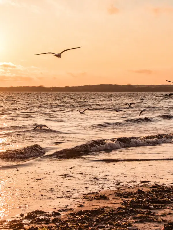 Ostseestrand Eine Gruppe von Vögeln fliegt über das Wasser.
