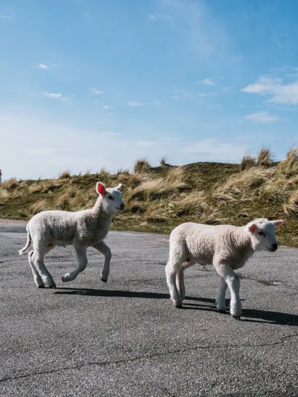 Zwei Lämmer laufen auf einer Straße.