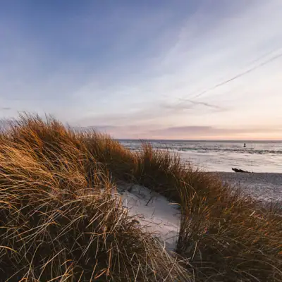 Gras auf einem Strand im Freien mit Himmel und Wolken im Hintergrund.