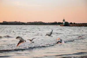 Strand Vögel fliegen über Wasseroberfläche eines Sees.