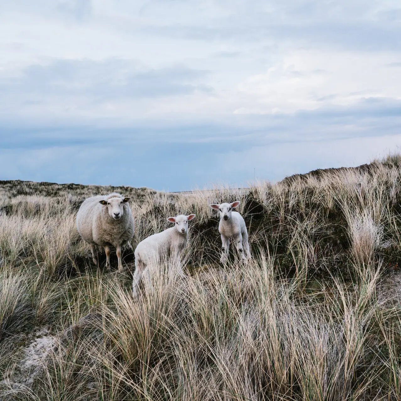 Eine Gruppe von Schafen auf einem Feld.