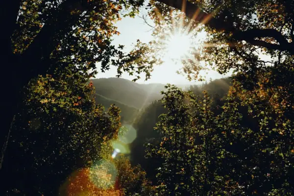 Sonne scheint durch einen Baum