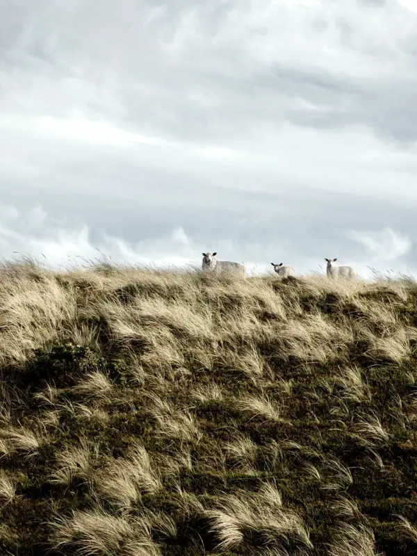 Eine Gruppe Schafe auf einem Hügel.