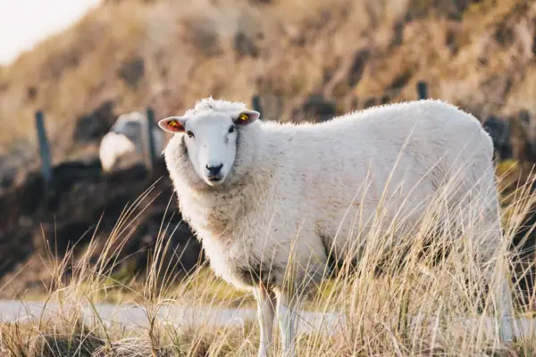 Ein Schaf steht im hohen Gras.