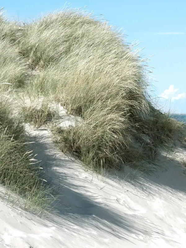 Sanddüne mit Gras und Wasser im Hintergrund