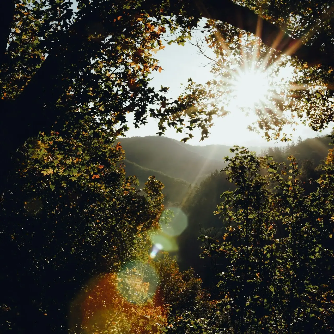 Sonne strahlt durch einen Baum