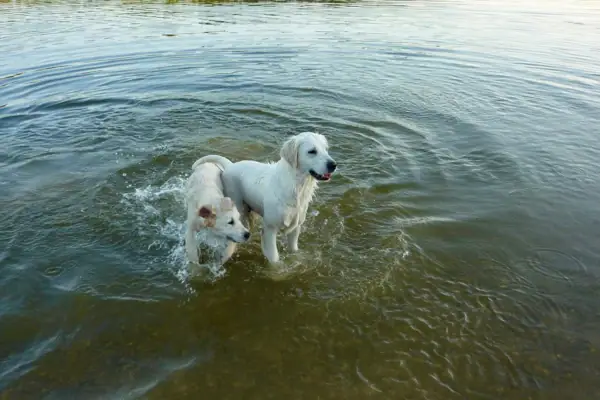 Toscolano Maderno Zwei weiße Hunde stehen mit den Pfoten im Wasser.