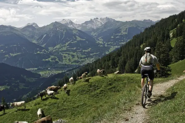 Eine Person fährt mit dem Fahrrad auf einem Weg, während Kühe auf einem Hügel grasen.