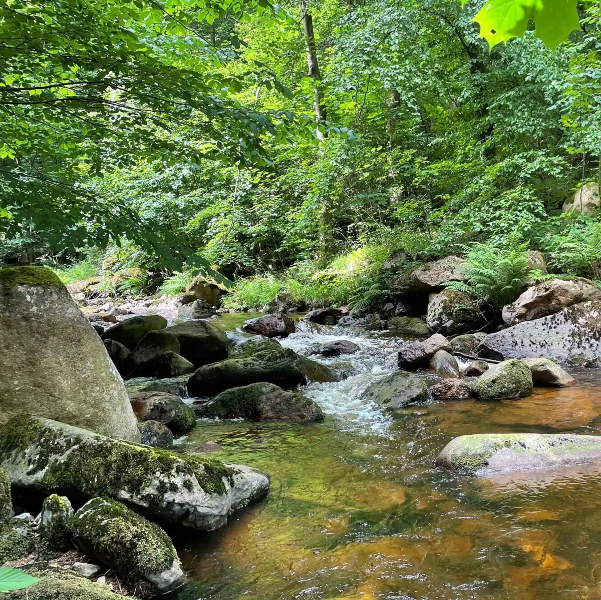 Ilse Ein Fluss fließt durch einen Wald.