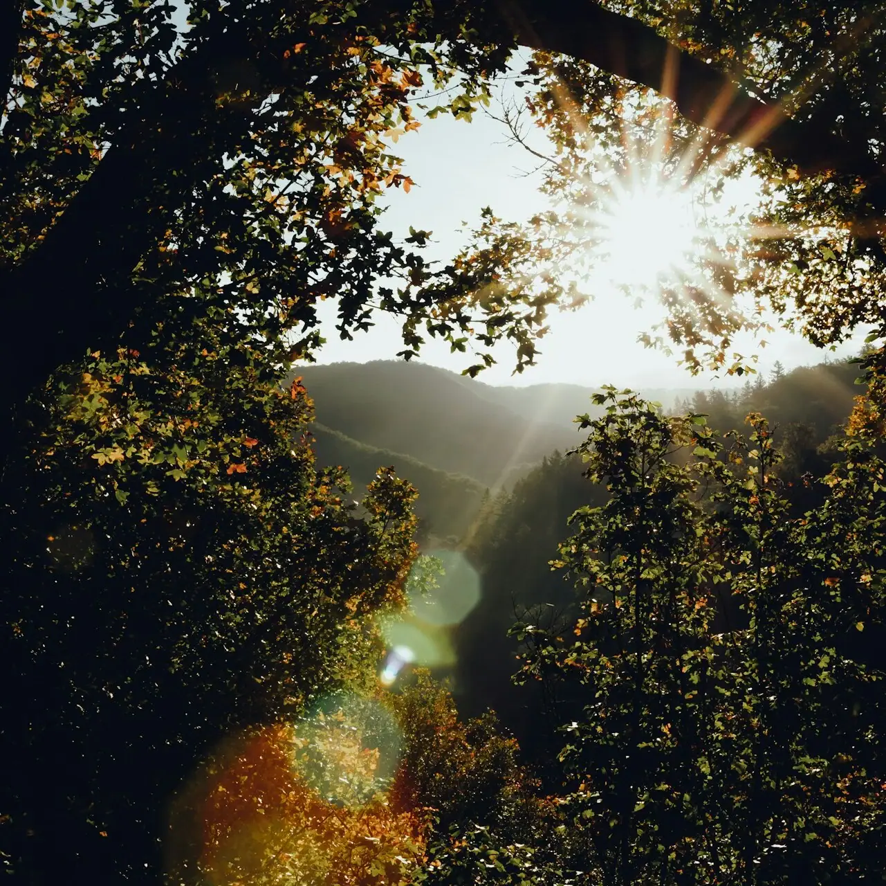 Sonne strahlt durch einen Baum